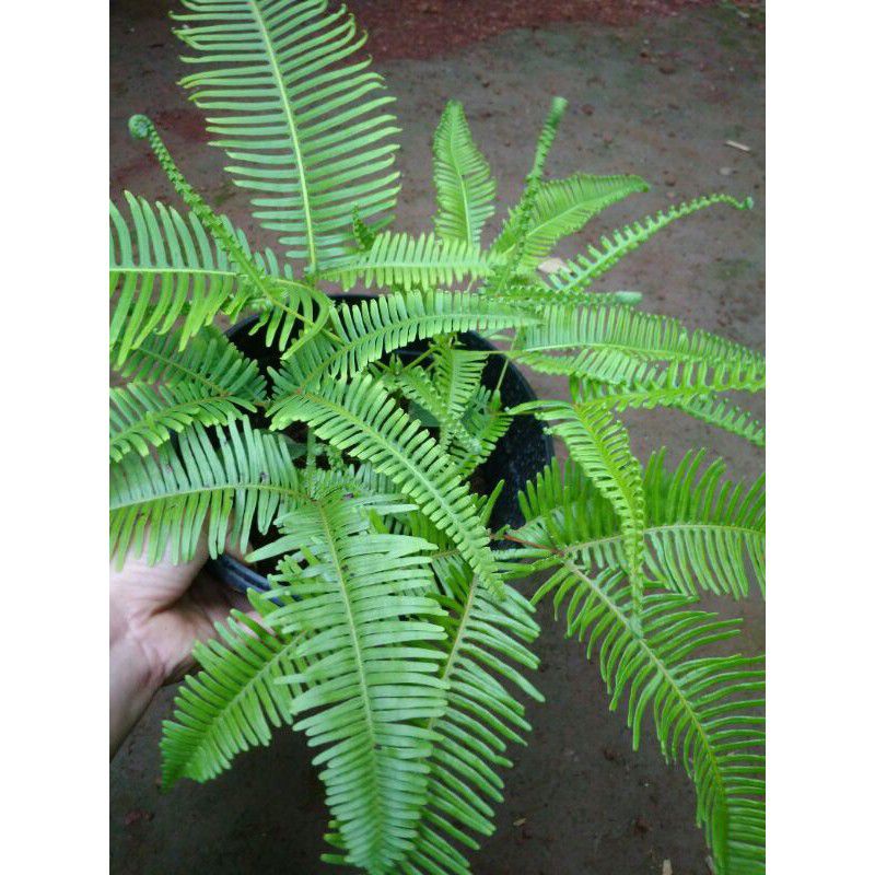 TANAMAN HIAS PAKIS HUTAN LANGKA