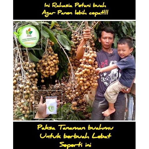KWALITAS TERBAIK Pupuk Agro,Pupuk agro bibit,pupuk perangsang dan pelebat buah,pupuk mempercepat pem