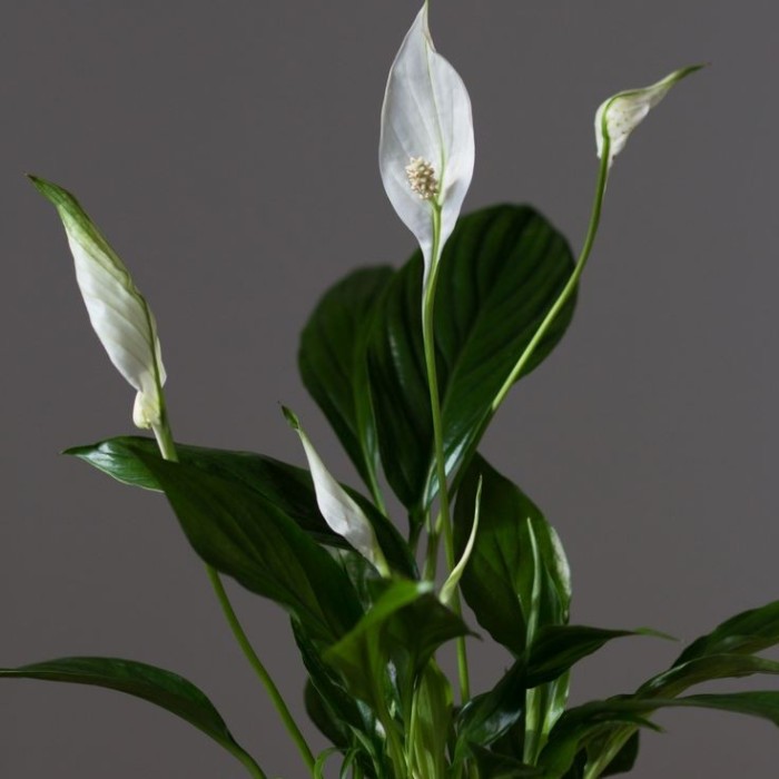 Peace Lily / Spatuphilum - Tanaman Hias Indoor Pembersih Udara