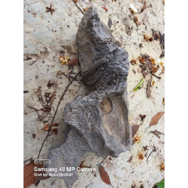 Fosil Kayu Ulin Unik Untuk #Aquascape