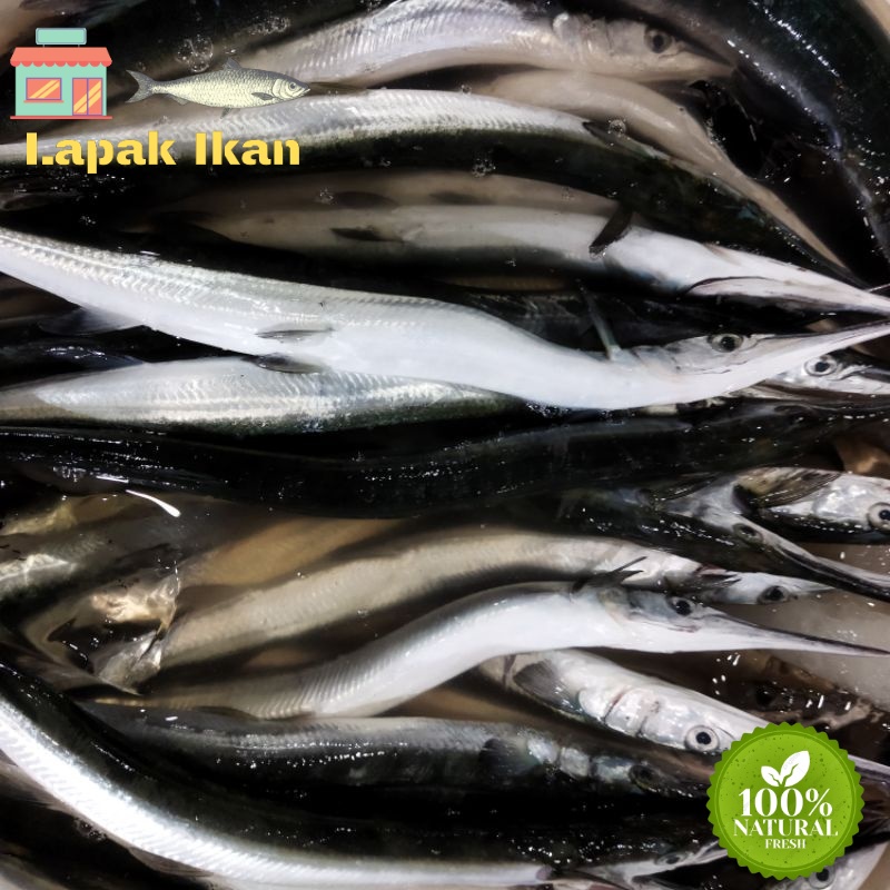 

GROSIR Ikan Cendro Hasil Laut Segar SEGAR Dan BERGARANSI 5Kilogram / 10Kilogram