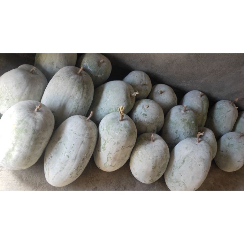 

Buah Bligo / Kundur Segar Super
