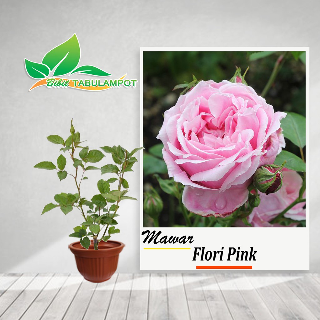 Tanaman Bunga Mawar Floribunda Pink  Berbunga