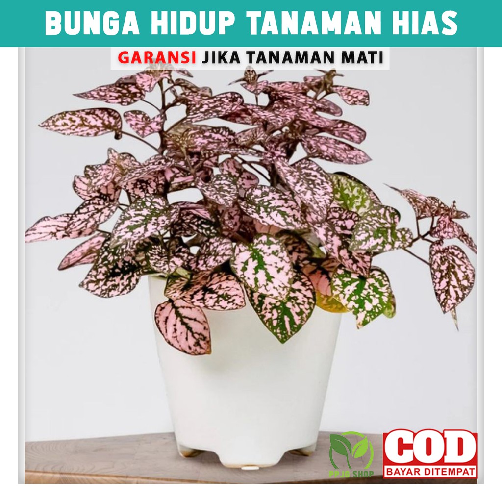 

Bunga Hidup Tanaman Hias Hipotes Pink Polkadot Hipoestes Hiasan Taman Indoor Outdoor