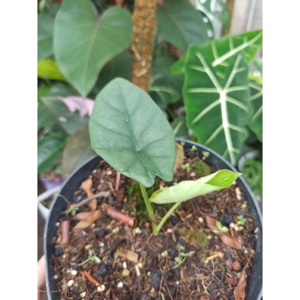 alocasia bisma