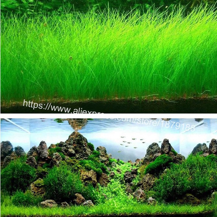 Bibit Rumput Air Dekorasi Aquarium Landscape Ornament Small Fescue