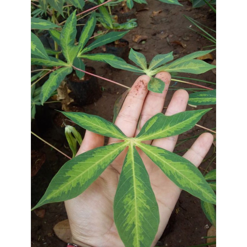 tanaman hias pohon singkong varigata