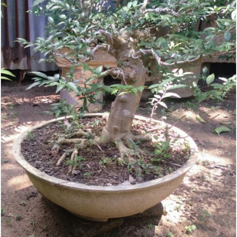 bonsai anting putri jasmine water batang jumbo berkarakter