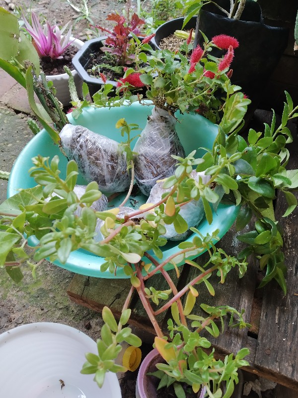 Tanaman Hias Gantung Bunga Ivy Varigata / Hedera Helix Glacier