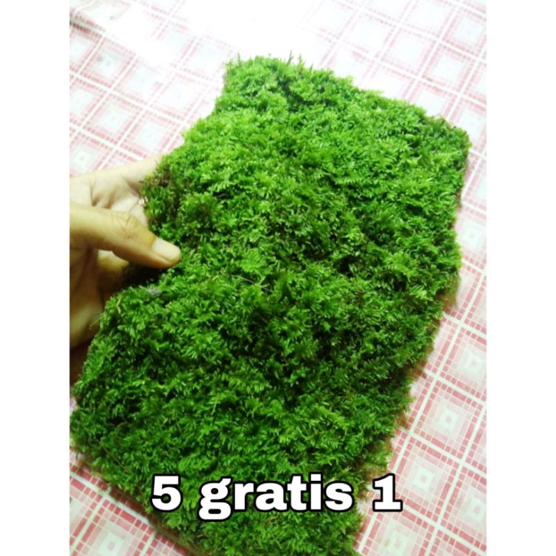 Moss weeping clump Moss aquascape tanaman aquascape