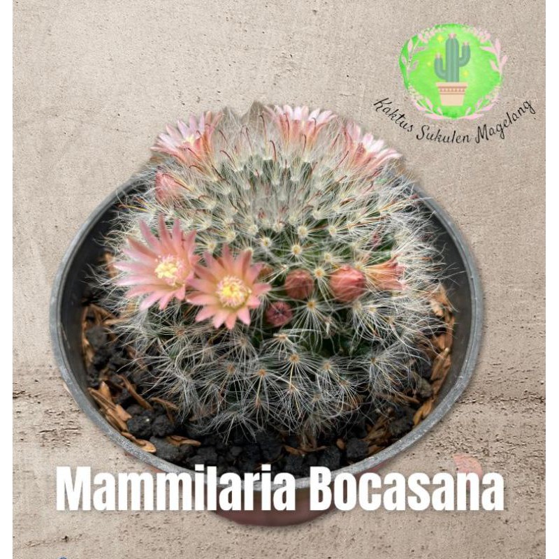 Kaktus Mammilaria Bocasana Rose