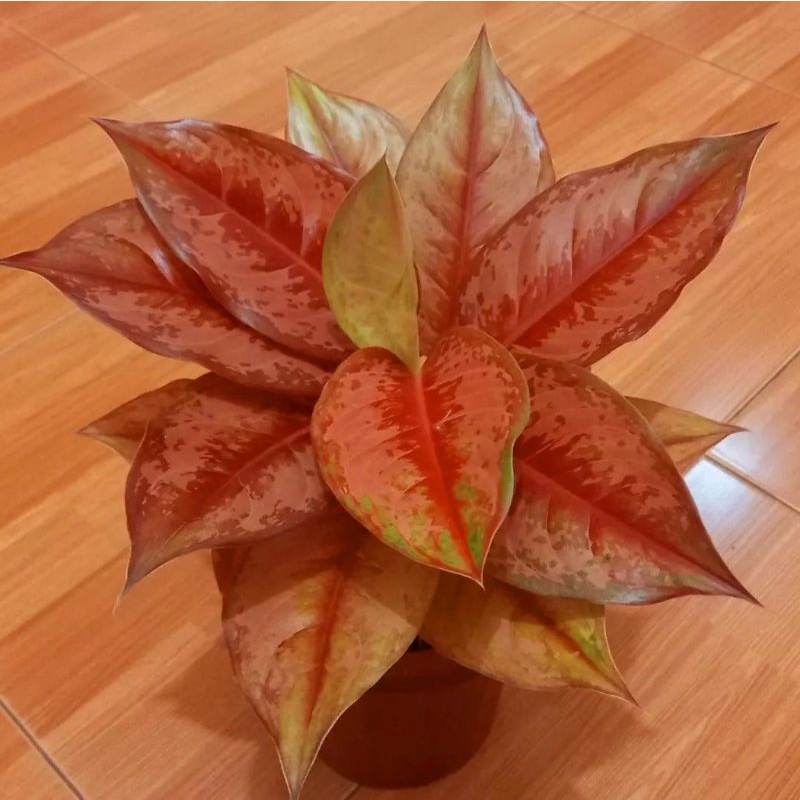 Aglonema Light Of Diamond (LOD) - Tanaman hias aglaonema Light Of Diamond (LOD) - tanaman hias hidup