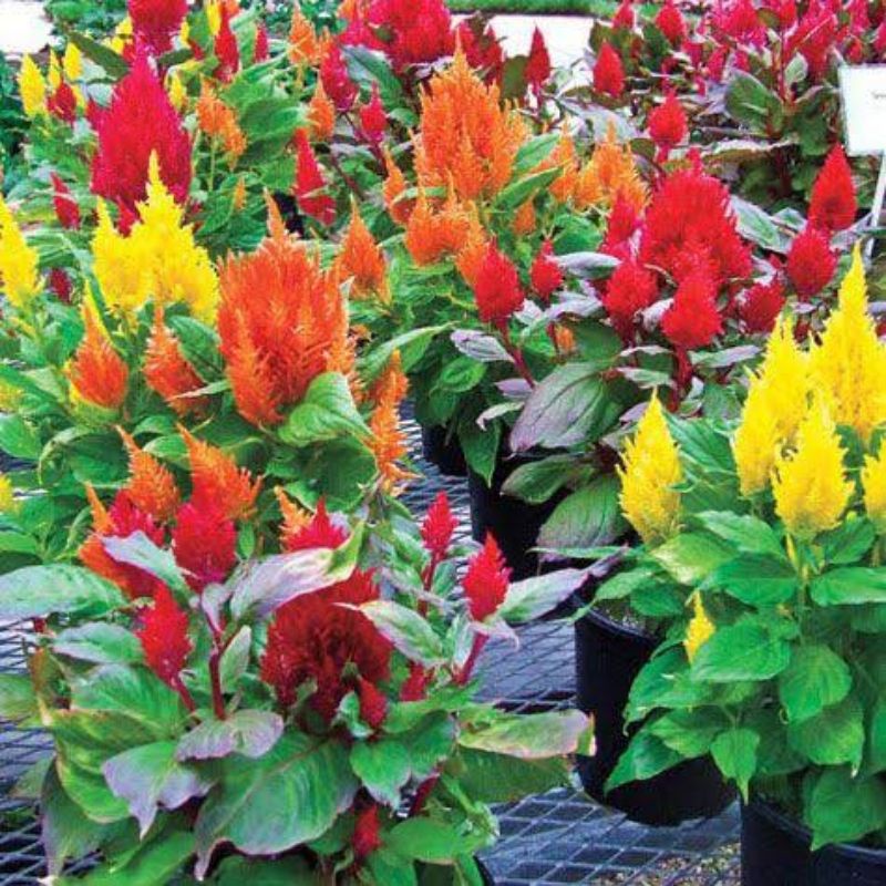 tanaman hias celosia