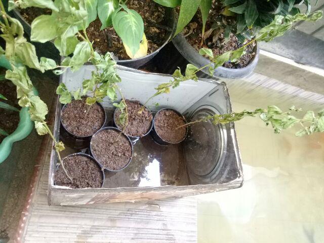 Bibit Bidara Arab/sidr 25-35cm