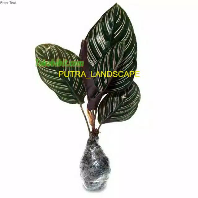 Tanaman hias calathea ornata-calathea-tanaman calathea-ornata