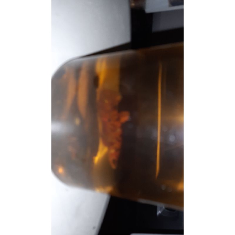 ikan cupang/betta nemo leopard