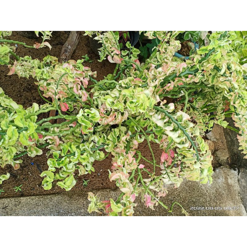 Tanaman Hias Patah Tulang Daun Keriting