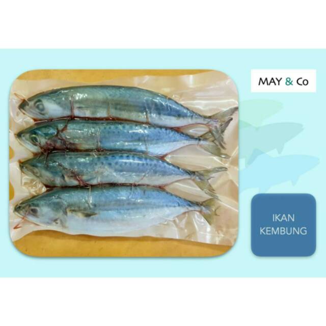 

IKAN KEMBUNG BANJAR
