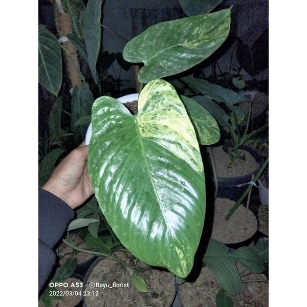 homalomena sp varigata