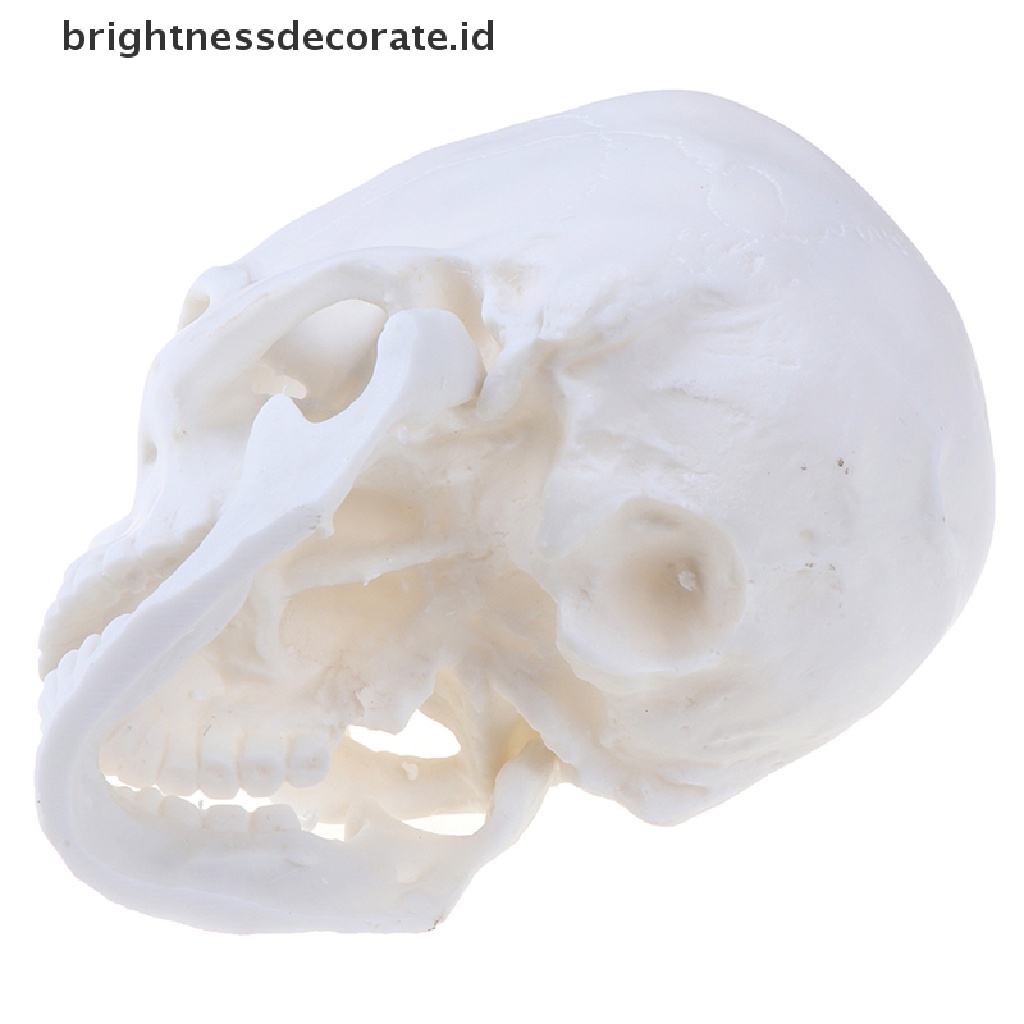 Model Tengkorak Manusia Bahan Resin Warna Putih 1: 1 Untuk Dekorasi Halloween