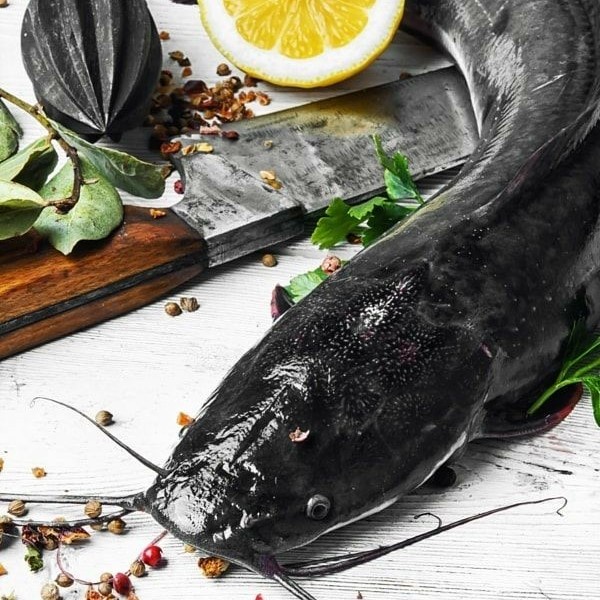 

Ikan lele Hidup 1000 gram | 1 kg