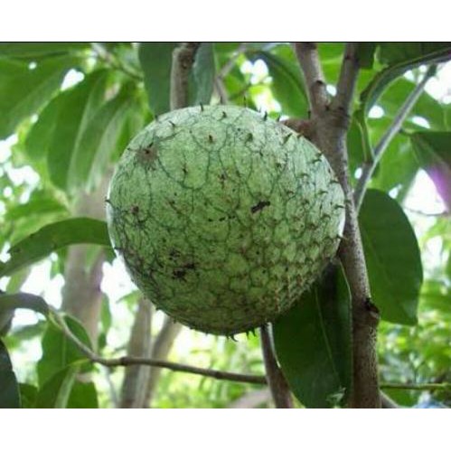 Bibit Buah Sirsak Kuning