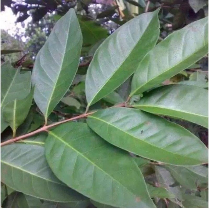 

DAUN SALAM SEGAR PER 10 LEMBAR / DAUN SLAM FRESH