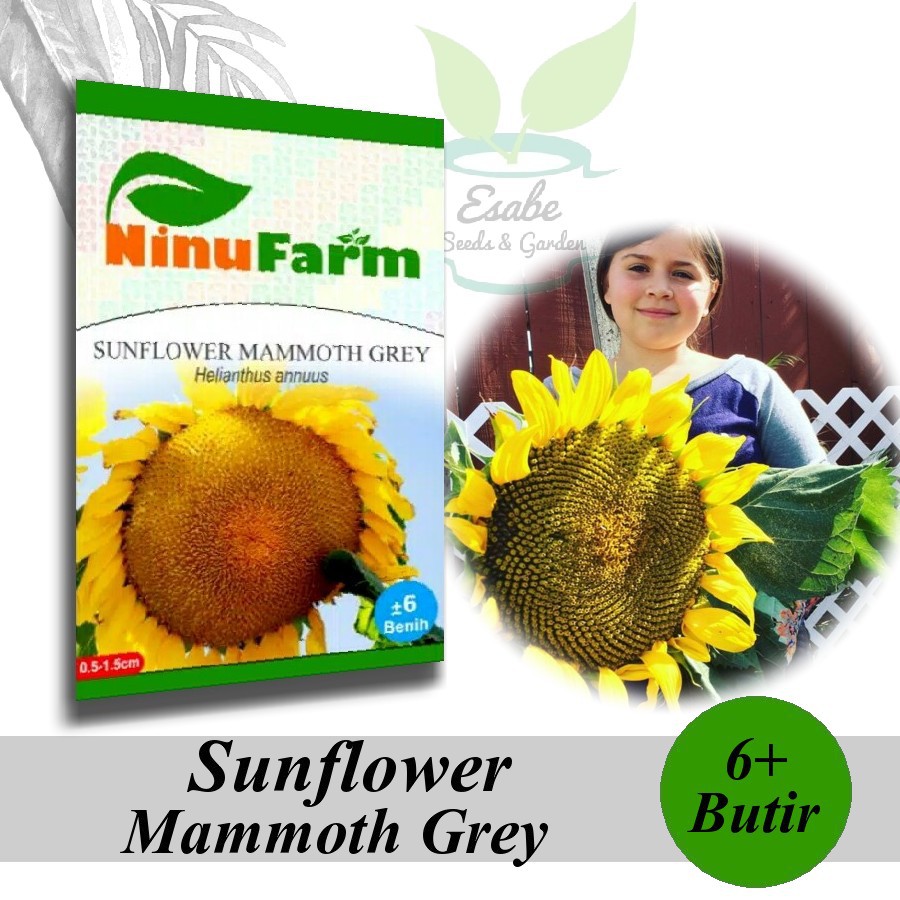 Biji Benih Bunga Matahari Sunflower Mammoth Grey Ninu Farm Shopee Indonesia