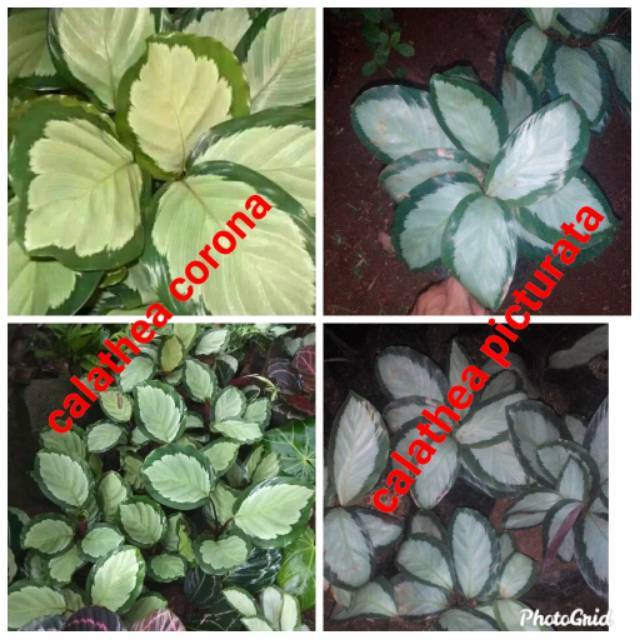 Tanaman hias calathea corona / pohon calathea corona