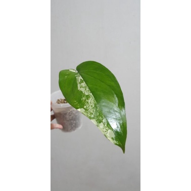 syngonium chiapense varigata