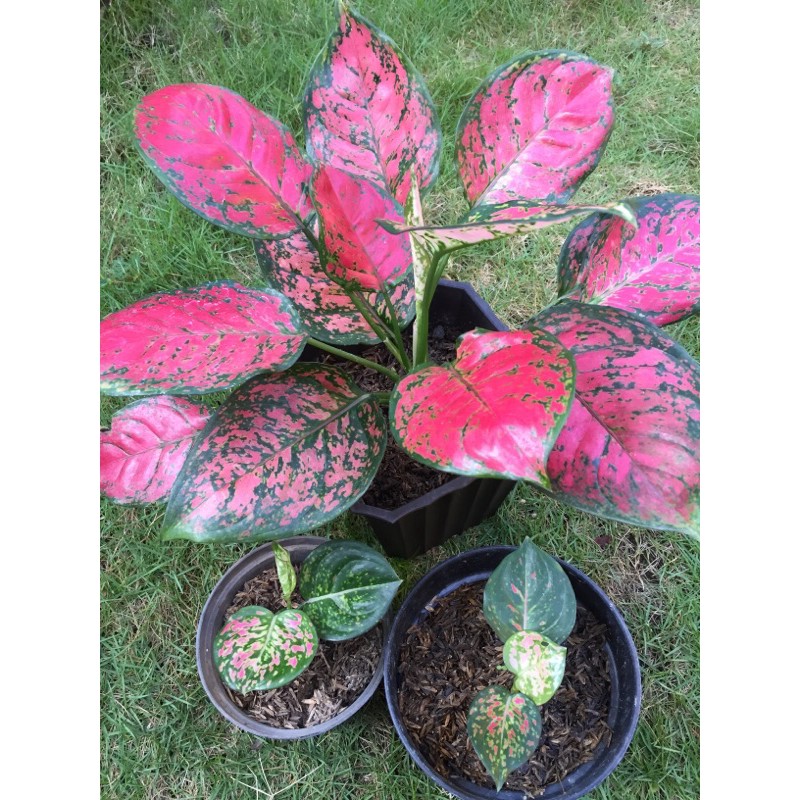 Aglaonema / Aglonema Dud Red Anjamani Kecil