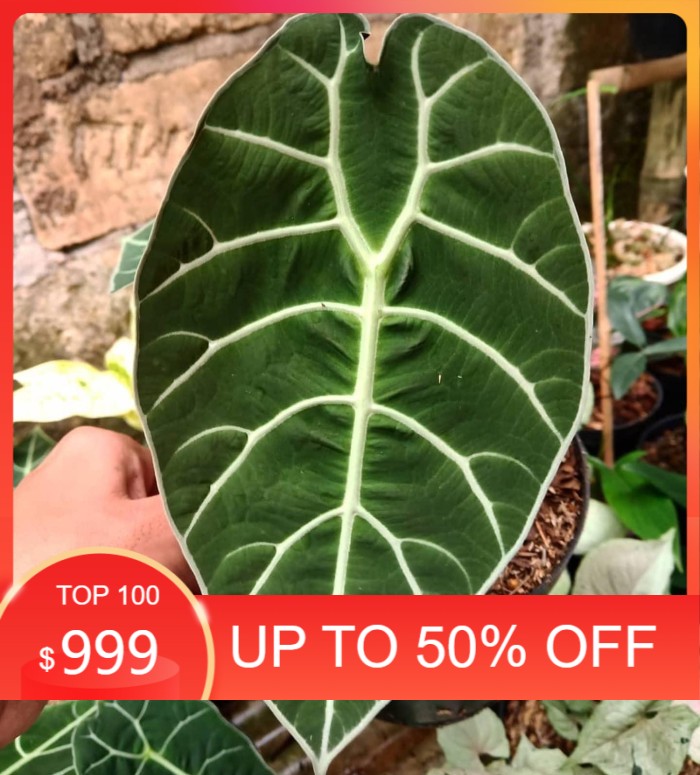 Alocasia watsoniana