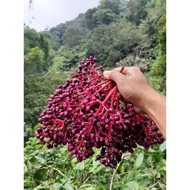 

Parijotho promil 250g