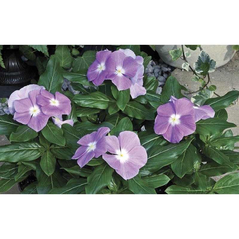 Bibit Benih Biji Bunga Vinca Lilac - Benih Bunga Vinca Lilac - Biji Bunga Vinca Lilac - COD