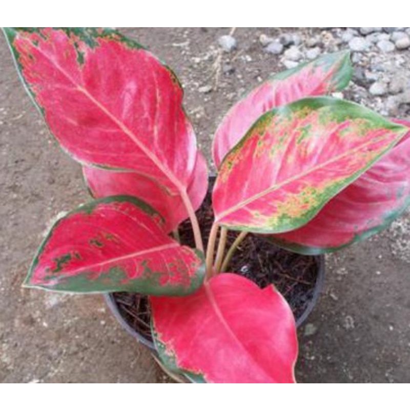 aglonema kochin full merah/promo aglonema kochin/red kochin
