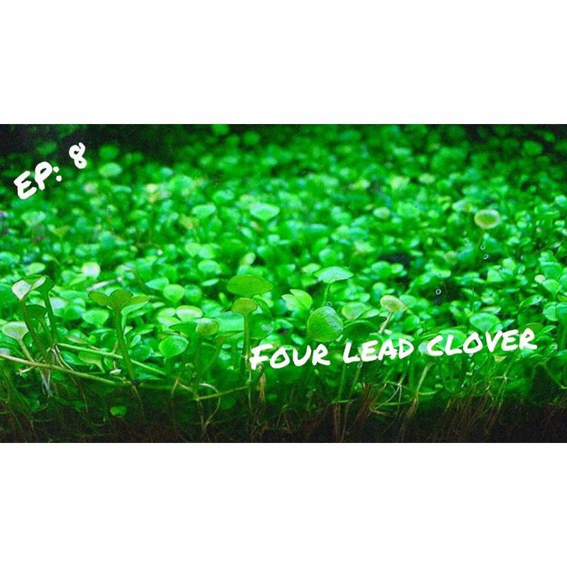 Jual Tanaman Biji Benih Lucky Leaf Clover Leaf Grass Carpet Seed