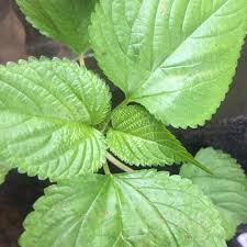 

Daun jelatang daun pulus segar 500 gram