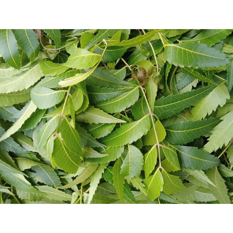 

daun Mindi/mimba segar 1kg, obat gatal dll.