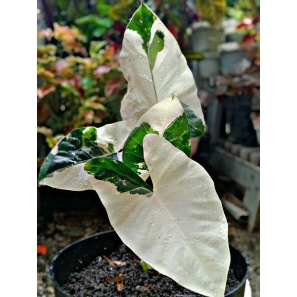 Alocasia macrorrhiza variegata /alocasia sente varigata / sente varigata / alocasia Okinawa