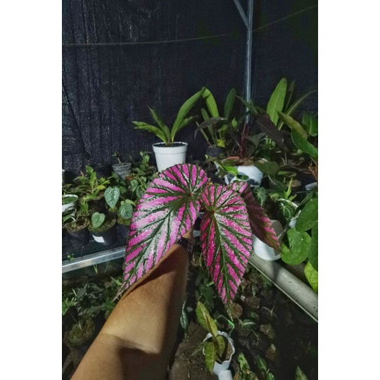 Begonia Rex Walet || Murah