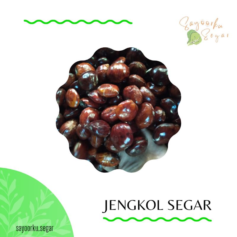 

Jengkol segar / pete jengkol