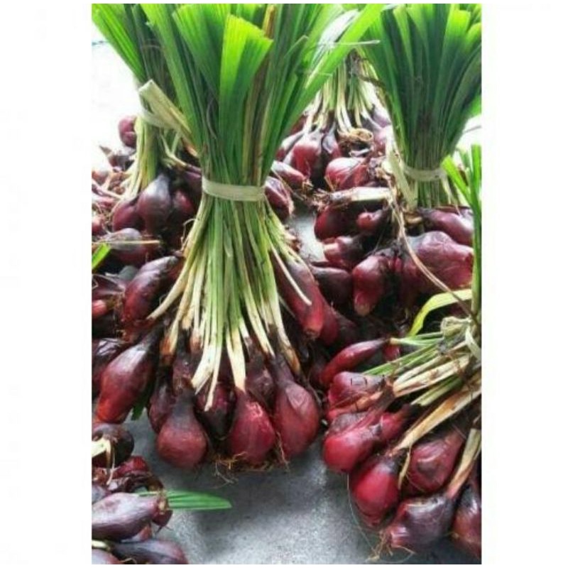 

bawang Dayak segar 1kg