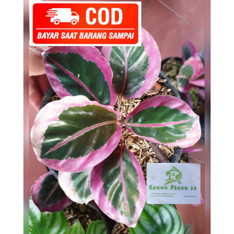 BISA COD Calathea Cynthia Pink Remaja Cantik Banget BISA COD Calathea Cynthia Pink Remaja Cantik Banget