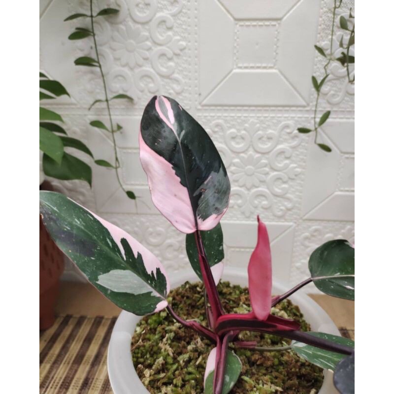 bonggol philo pink princes