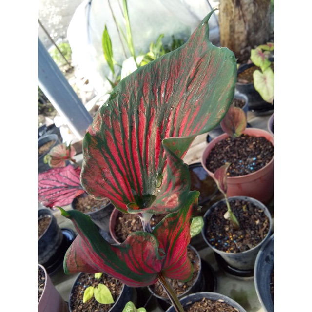 Caladium Ceria Daun Ganda Shopee Indonesia