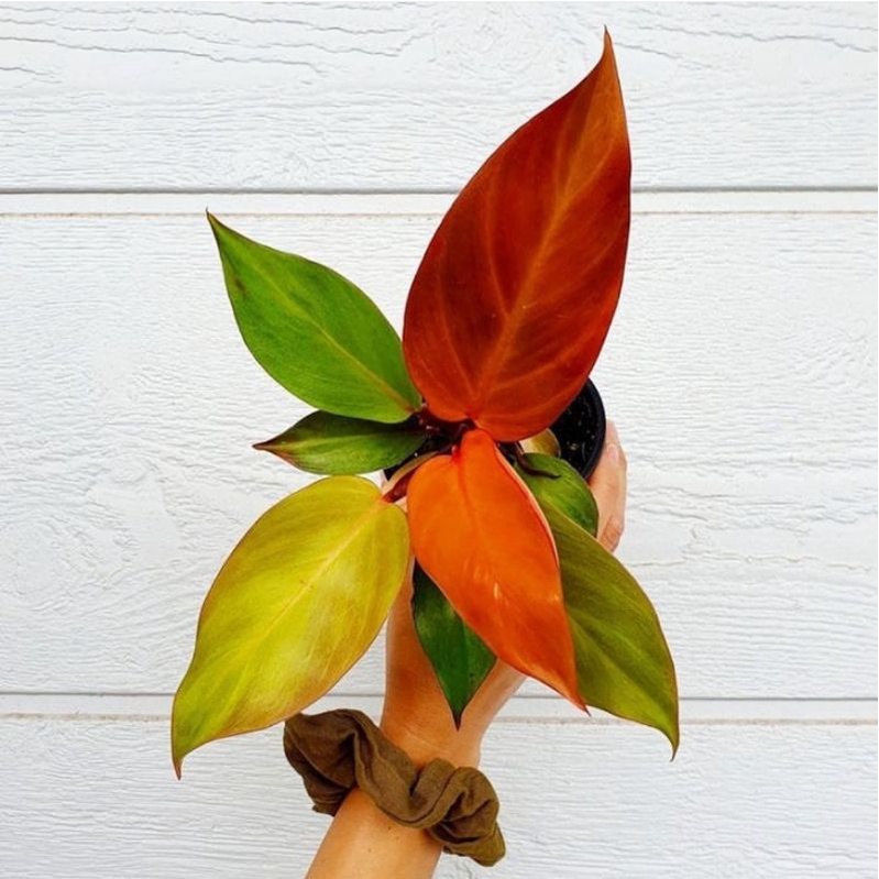 Philodendron Red Sun Tanaman hias philodendron red sun philo murah philo perfect no defect