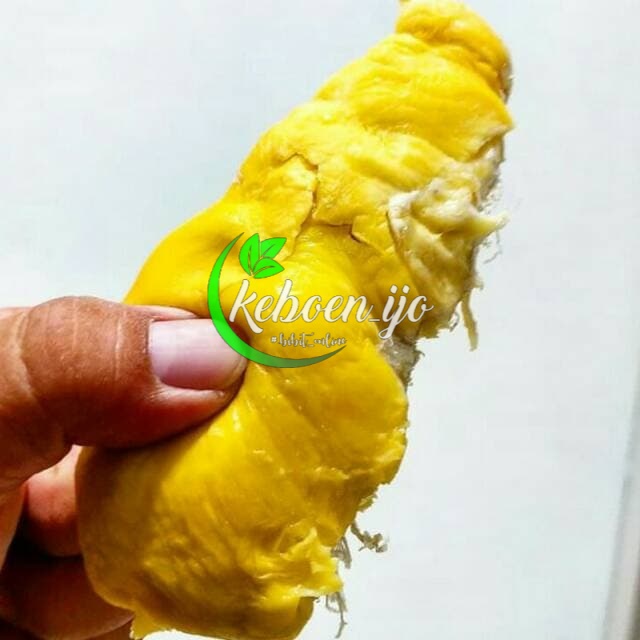 Bibit Durian Bawor Kaki 3