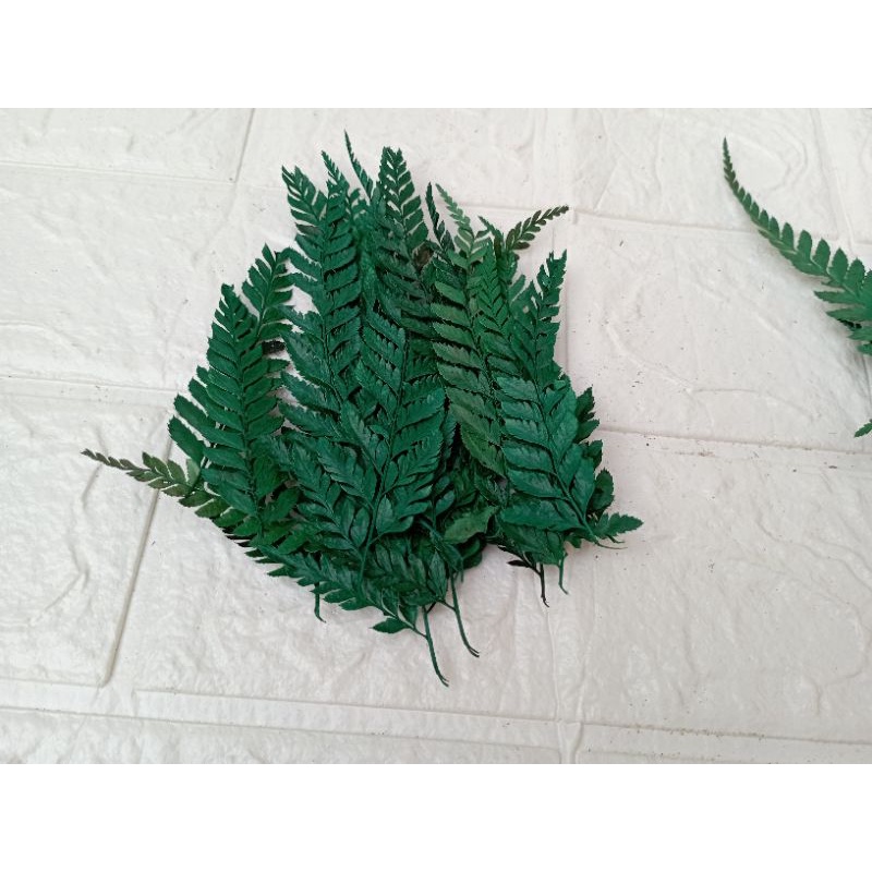 DAUN PAKIS KERING / PRESSED LEATHER LEAVES WARNA Pink Hijau Ungu