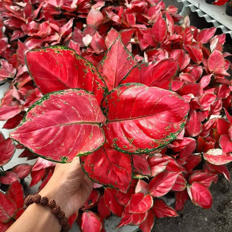 Promo bonggol aglonema red anjamani aglaonema murah