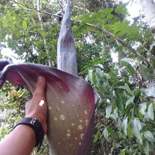 

Biji bunga bangkai kalimantan borneensis